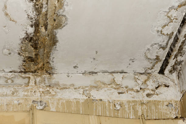 Best Water damage cleanup near me  in Norfolk, NE